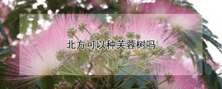 北方可以种芙蓉树吗,第1图