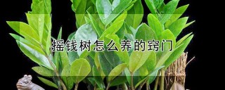 摇钱树怎么养的窍门,第1图