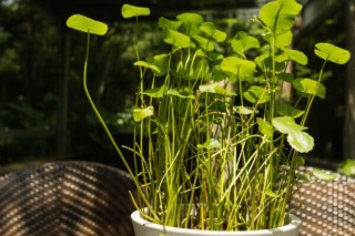 室外植物冬天怎么保温,第2图