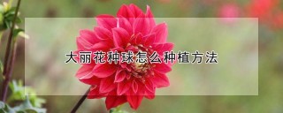 大丽花种球怎么种植方法,第1图