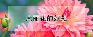 大丽花的好处,第1图