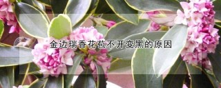 金边瑞香花苞不开变黑的原因,第1图