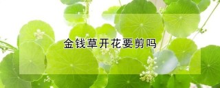 金钱草开花要剪吗,第1图