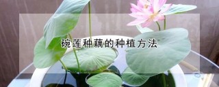 碗莲种藕的种植方法,第1图