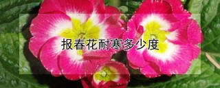 报春花耐寒多少度,第1图