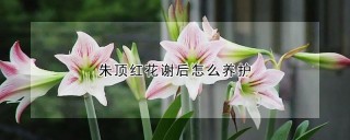 朱顶红花谢后怎么养护,第1图