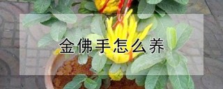 金佛手怎么养,第1图