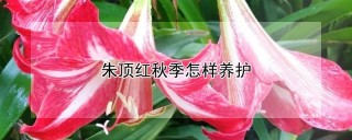 朱顶红秋季怎样养护,第1图