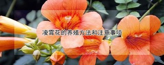 凌霄花的养殖方法和注意事项,第1图