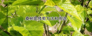 桑树的修剪方法和用途,第1图