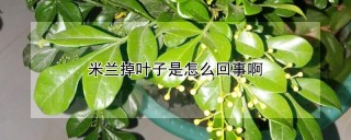 米兰掉叶子是怎么回事啊,第1图