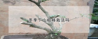 冬季下山桩移栽活吗,第1图