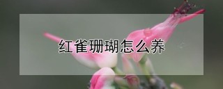 红雀珊瑚怎么养,第1图