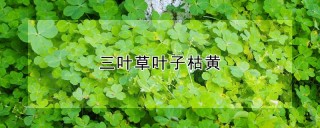 三叶草叶子枯黄,第1图