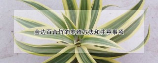 金边百合竹的养殖方法和注意事项,第1图