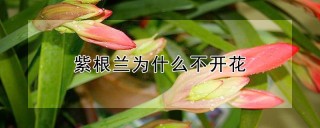 紫根兰为什么不开花,第1图