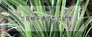 兰花根干瘪了怎么处理,第1图