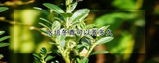 水培冬青可以养多久,第1图