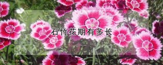 石竹花期有多长,第1图