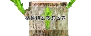 格鲁特盆栽怎么养,第1图