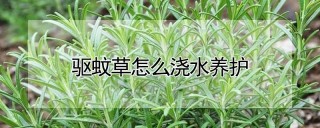 驱蚊草怎么浇水养护,第1图