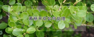 黄杨开花如何处理,第1图