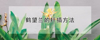 鹤望兰的扦插方法,第1图