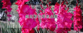 剑兰鲜切花怎么养,第1图