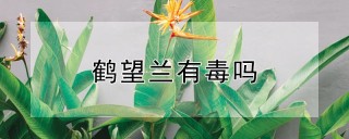 鹤望兰有毒吗,第1图