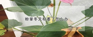 粉掌冬天枯萎了怎么办,第1图