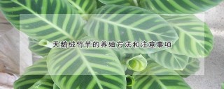 天鹅绒竹芋的养殖方法和注意事项,第1图