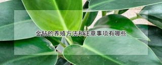 金钻的养殖方法和注意事项有哪些,第1图