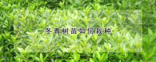 冬青树苗如何栽种,第1图