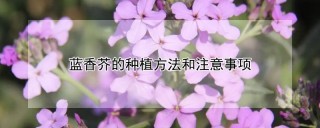 蓝香芥的种植方法和注意事项,第1图