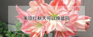 朱顶红秋天可以换盆吗,第1图