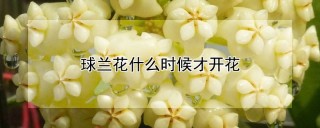 球兰花什么时候才开花,第1图