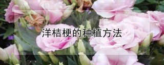 洋桔梗的种植方法,第1图