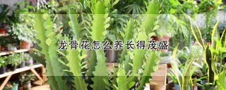 龙骨花怎么养长得茂盛,第1图