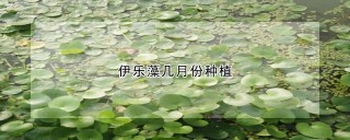 伊乐藻几月份种植,第1图