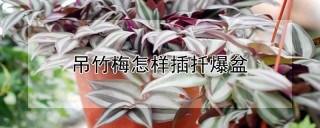 吊竹梅怎样插扦爆盆,第1图