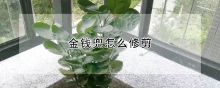 金钱兜怎么修剪,第1图