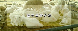 骊羊品种介绍,第1图