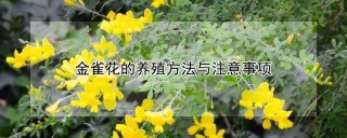 金雀花的养殖方法与注意事项,第1图