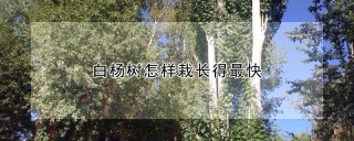 白杨树怎样栽长得最快,第1图