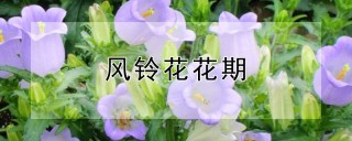 风铃花花期,第1图