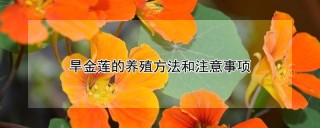 旱金莲的养殖方法和注意事项,第1图