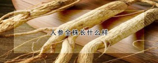 人参全株长什么样,第1图