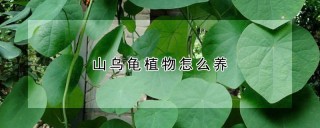 山乌龟植物怎么养,第1图