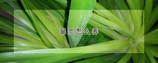 翠兰怎么养,第1图