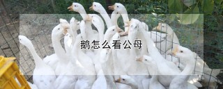 鹅怎么看公母,第1图